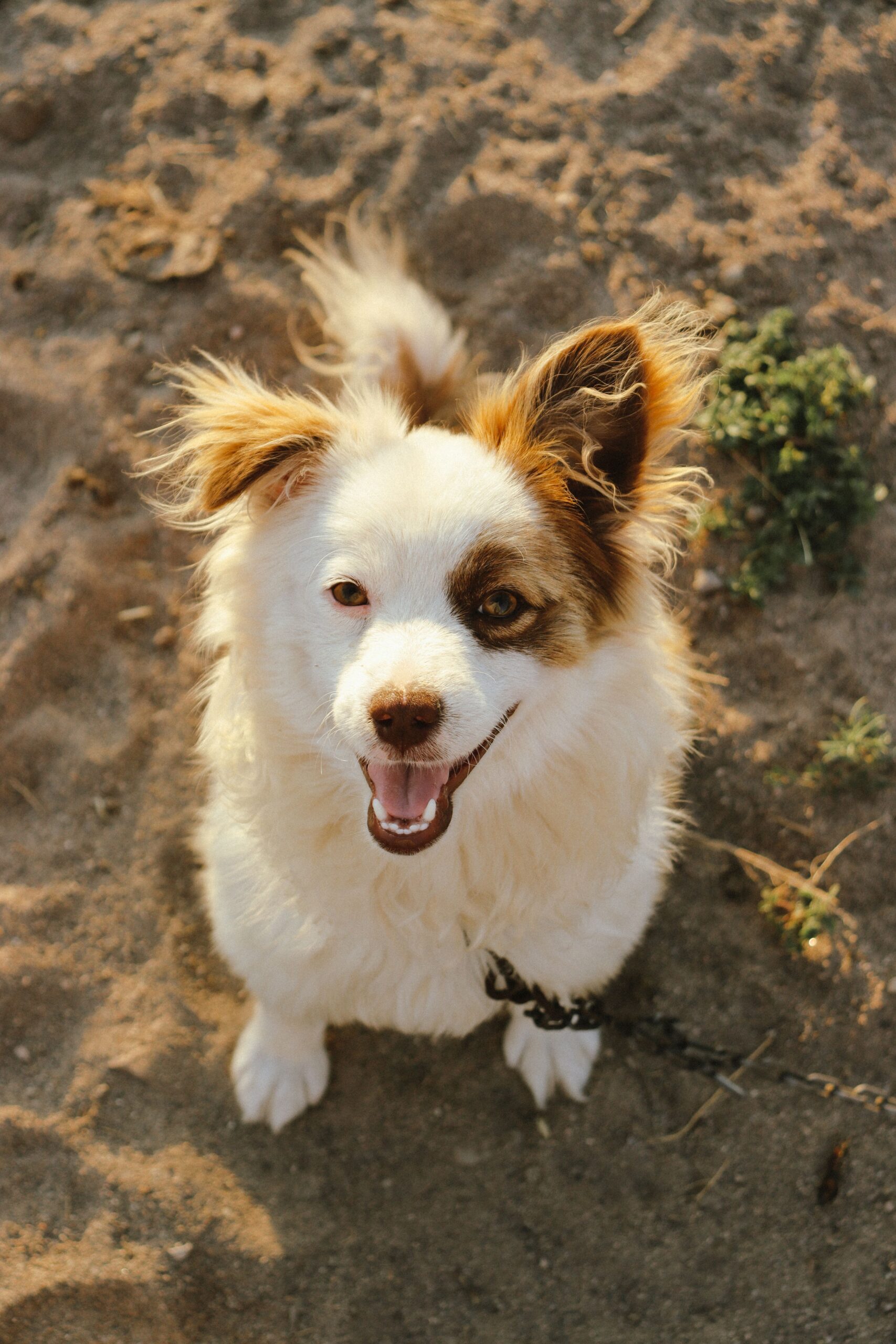 Bringing Home Baby: How to Prepare Your Dog.